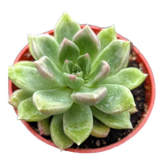 Graptoveria 'Melody'