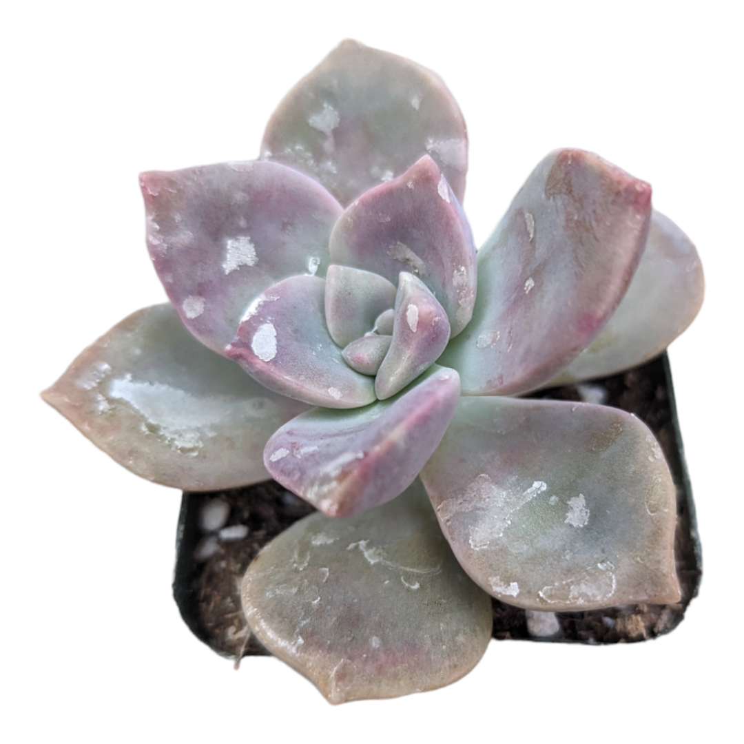 Graptopetalum 'Purple Delight'