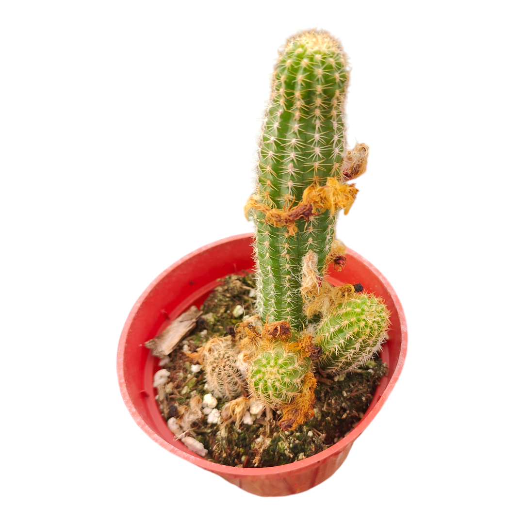 Chamaelobivia 'Rose Quartz' Peanut Cactus