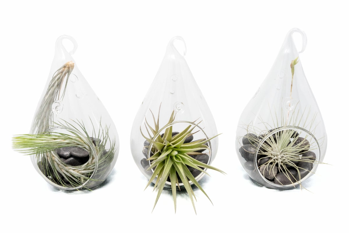 Set of 3 Funky Teardrop Terrariums with Flat Bottoms