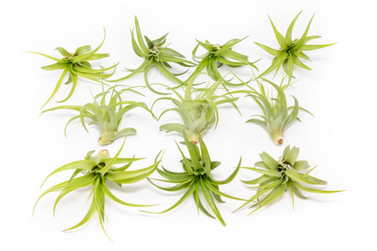 Tillandsia Abdita Brachycaulos Air Plants - Set of 10, 20 or 30