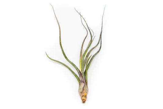Tillandsia Baileyi Air Plants - Set of 5 or 10