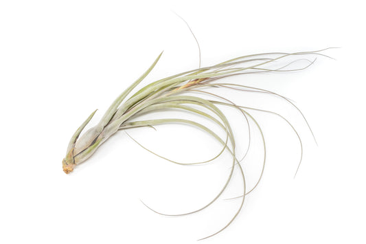 Large Tillandsia Balbisiana Air Plants / 9-12 Inch Plants