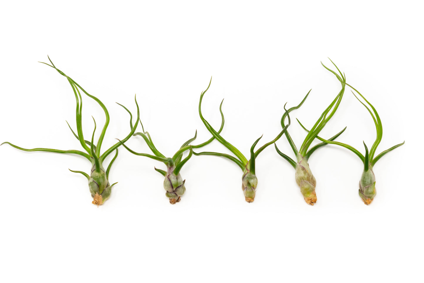 Tillandsia Bulbosa Guatemala Air Plants - Set of 10, 20, or 30