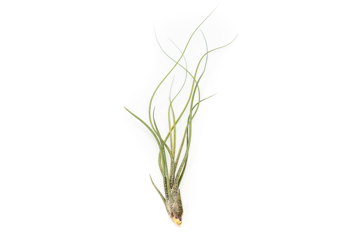 Large Tillandsia Butzii Air Plants - Set of 10 or 20 Air Plants