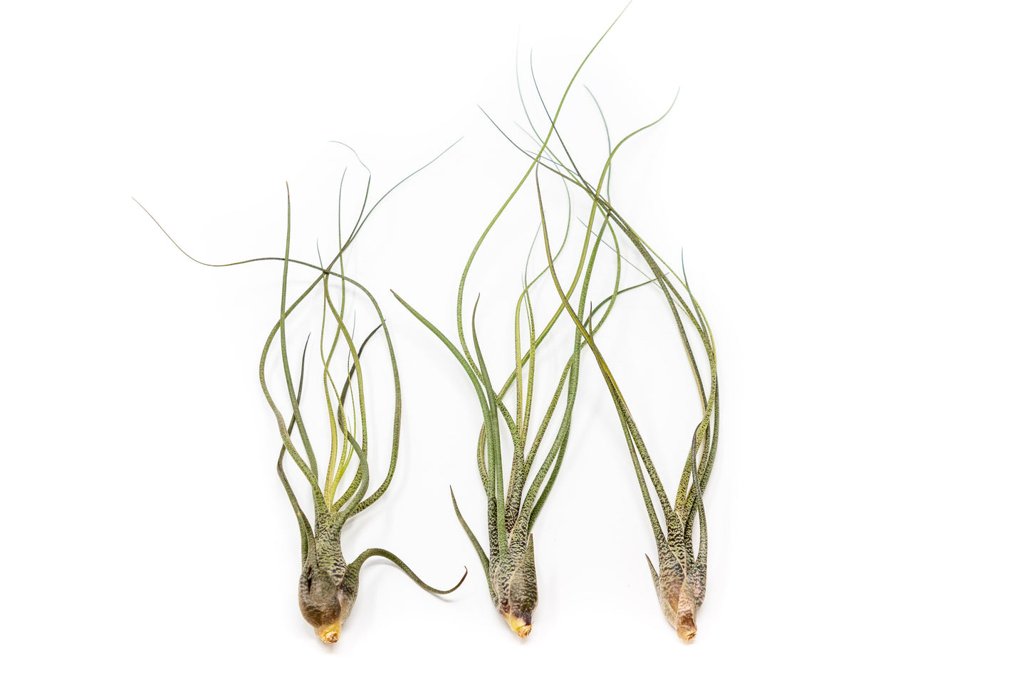 The Wild Things Collection of Tillandsia Air Plants - Set of 9 or 18 Air -