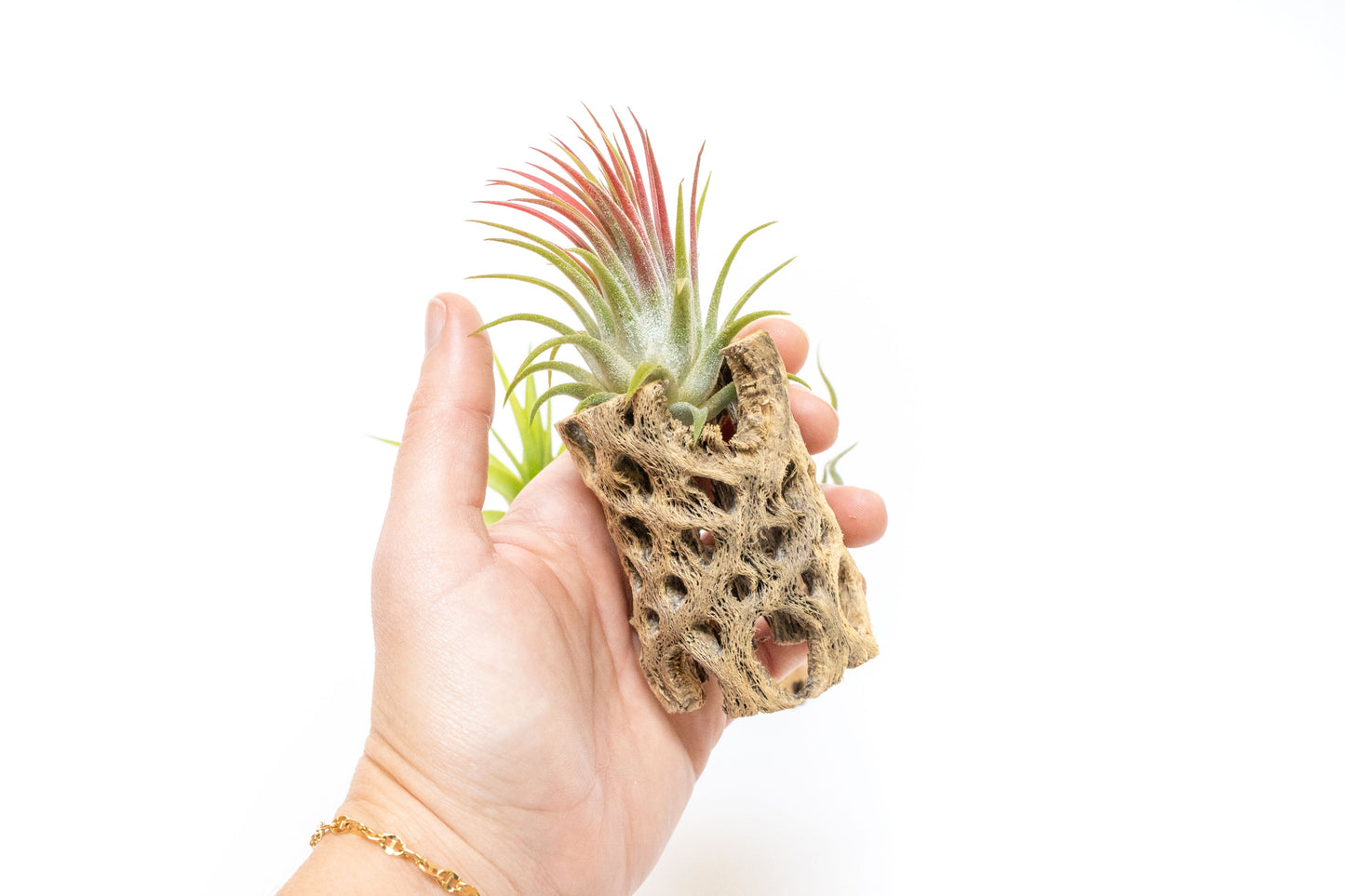 Natural Cholla Wood Containers with Assorted Tillandsia Air Plants - Set of 3
