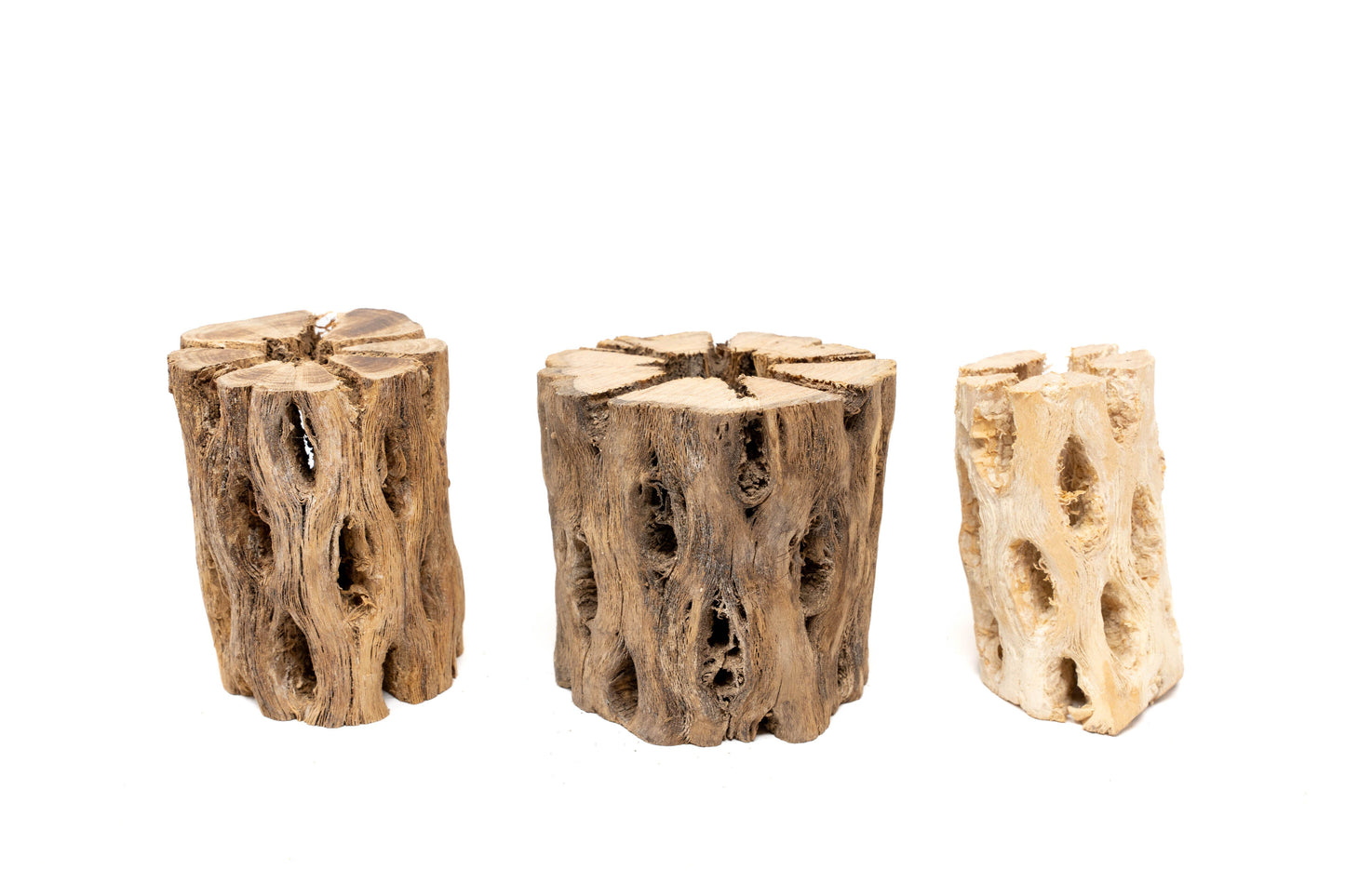 Natural Cholla Wood Container - 3 Inches Tall