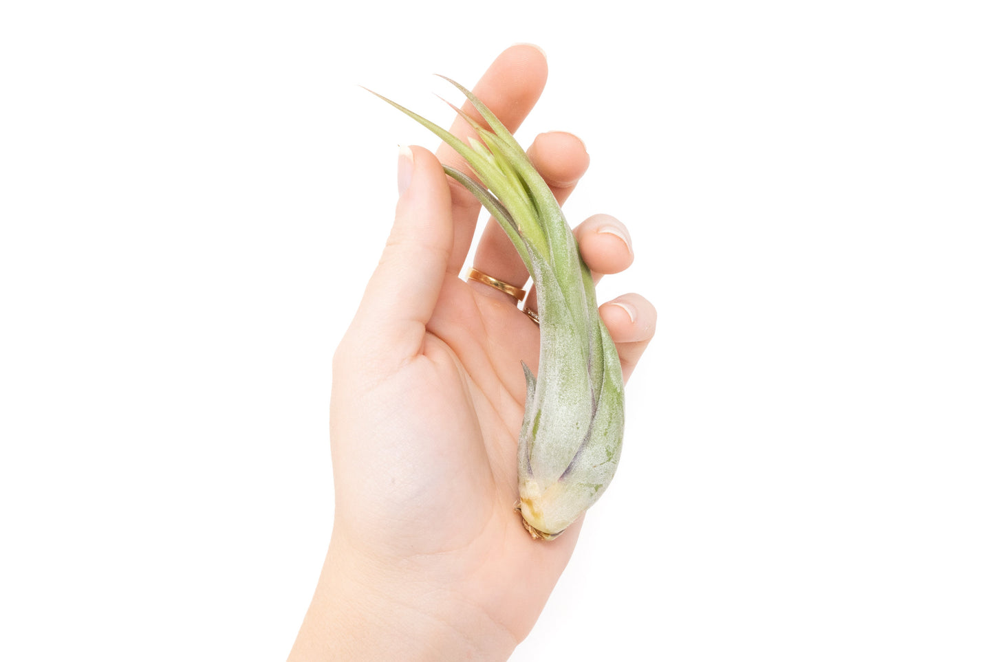 Tillandsia Circinata 'Paucifolia' Air Plants - Set of 10 or 20