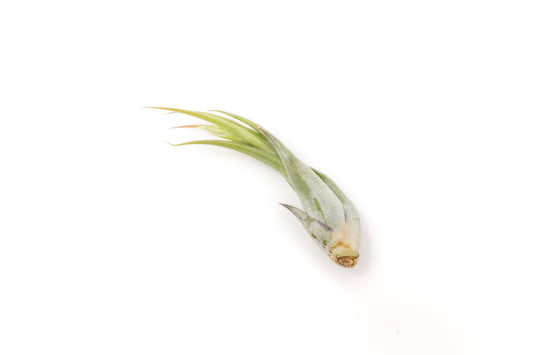Tillandsia Circinata 'Paucifolia' Air Plants - Set of 10 or 20
