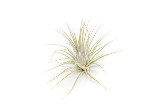 Tillandsia Ionantha Guatemala Air Plants - Set of 10, 20 or 50 Air Plants