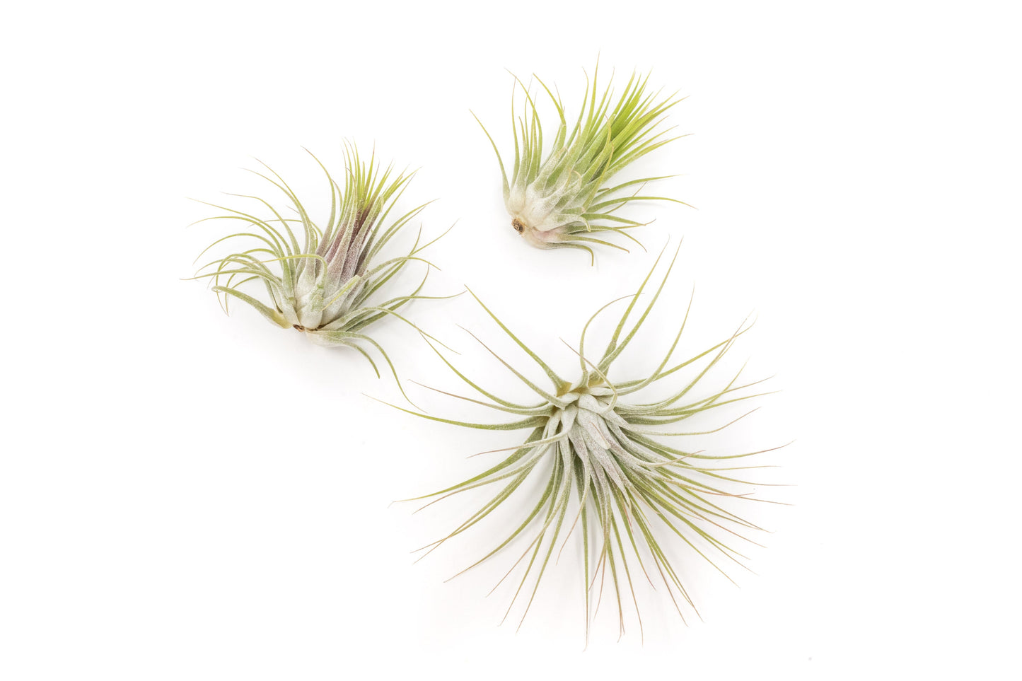 Tillandsia Ionantha Guatemala Air Plants - Set of 10, 20 or 50 Air Plants