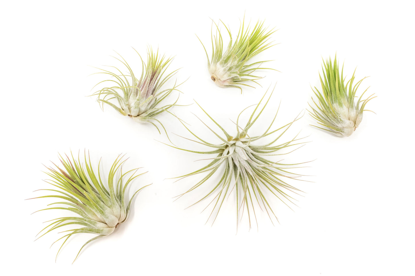 Tillandsia Ionantha Guatemala Air Plants - Set of 10, 20 or 50 Air Plants