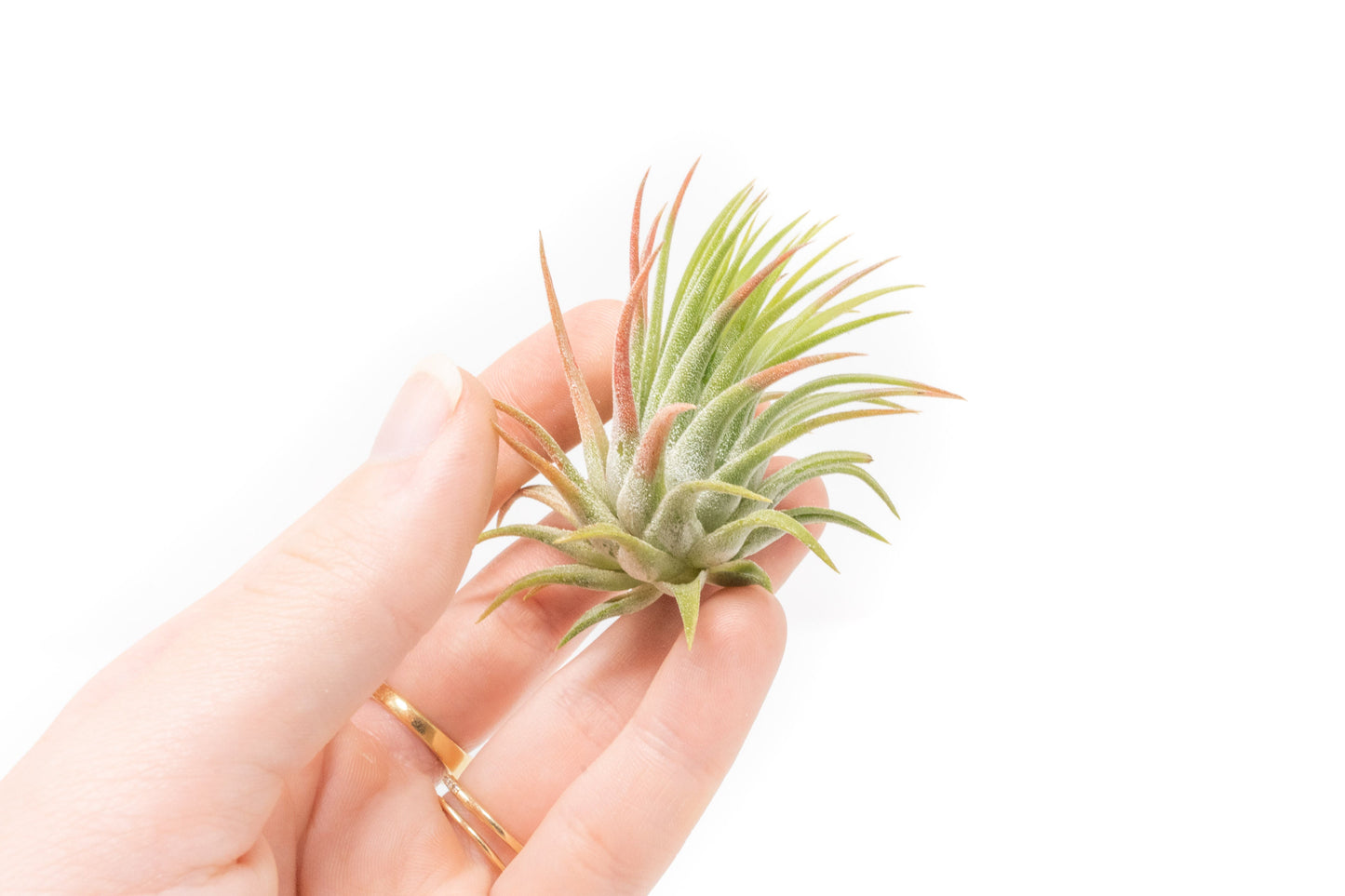 Tillandsia Ionantha Rubra Air Plants - Set of 10 or 20