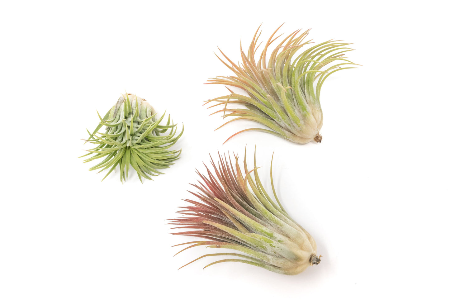 Large Tillandsia Ionantha Rubra Air Plants - Set of 10 or 20