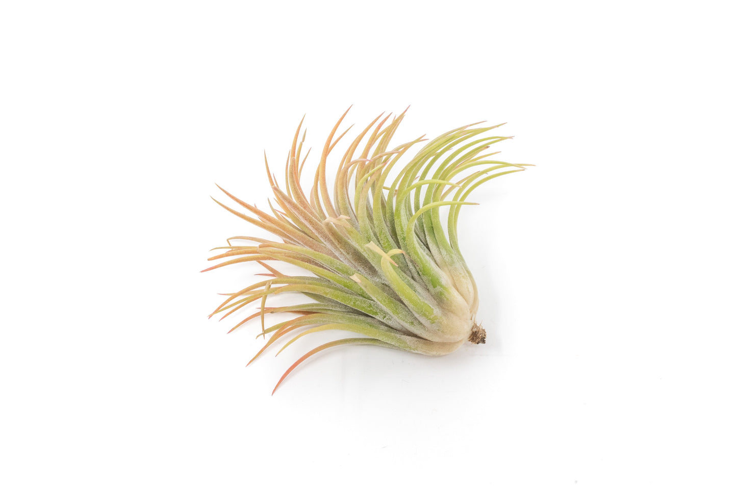 Large Tillandsia Ionantha Rubra Air Plants - Set of 10 or 20