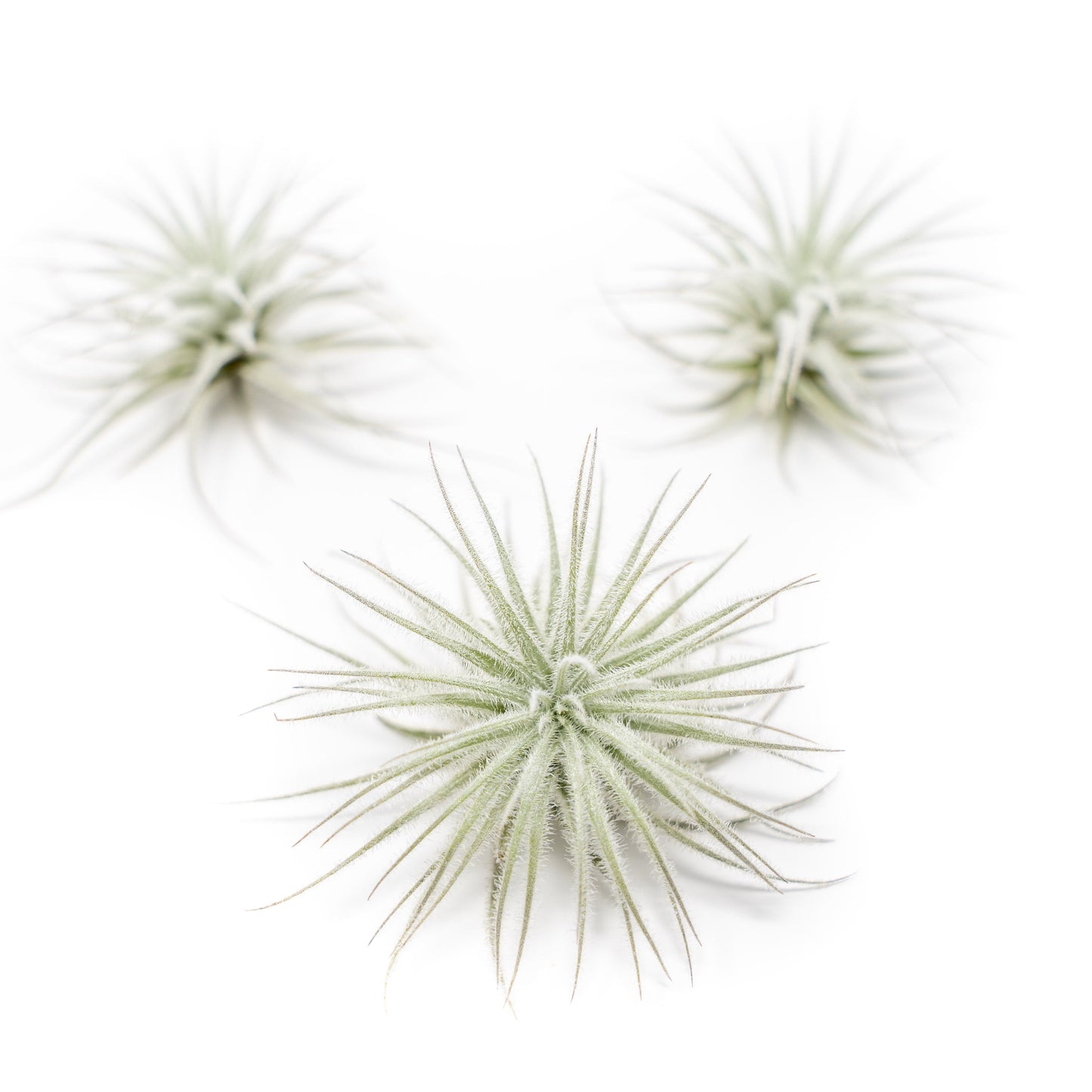 3 Tillandsia Tectorum Ecuador Air Plants
