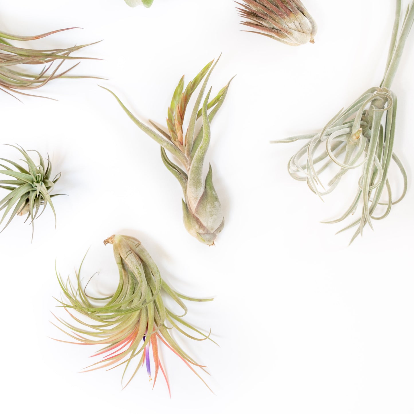 Tillandsia Air Plant Grab Bag of Premium Medium & Large Plants - Set of 10