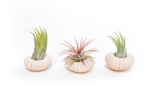 Gift Wrapped Pink Urchins with Tillandsia Air Plants