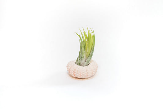 Pink Urchins with Tillandsia Air Plants