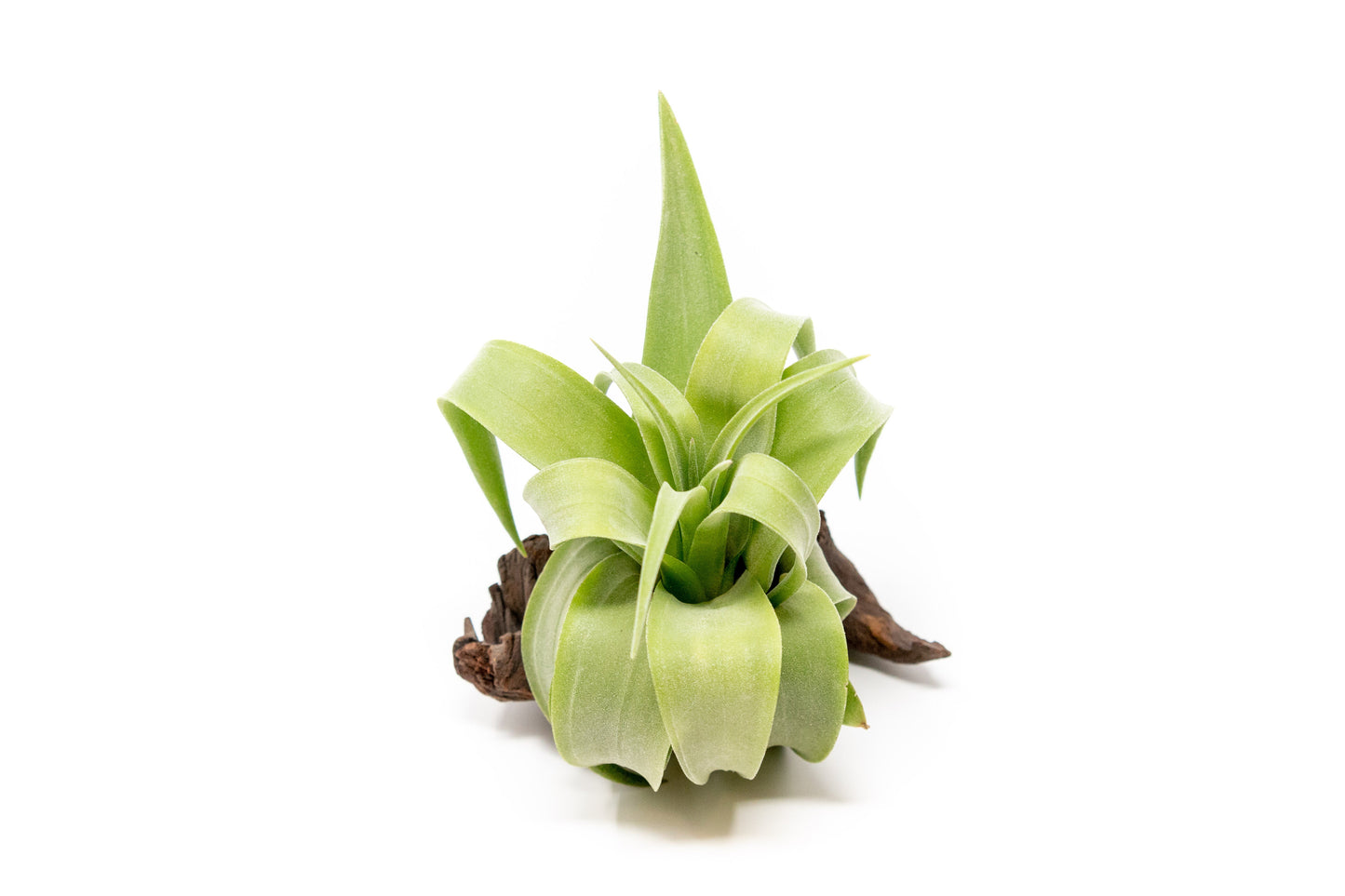 Tillandsia Streptophylla Air Plants - Set of 3 or 6
