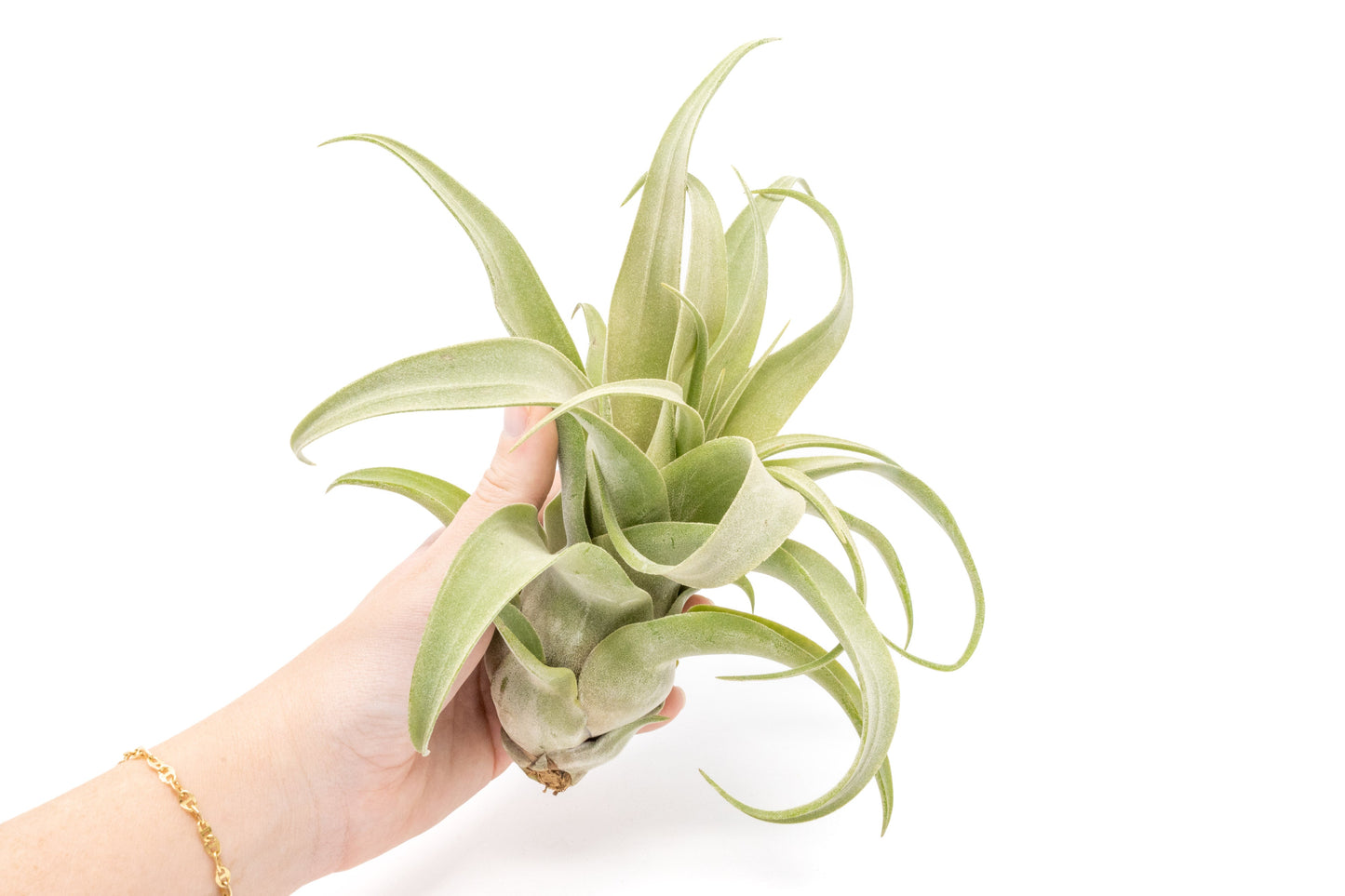 Tillandsia Streptophylla Air Plants - Set of 3 or 6