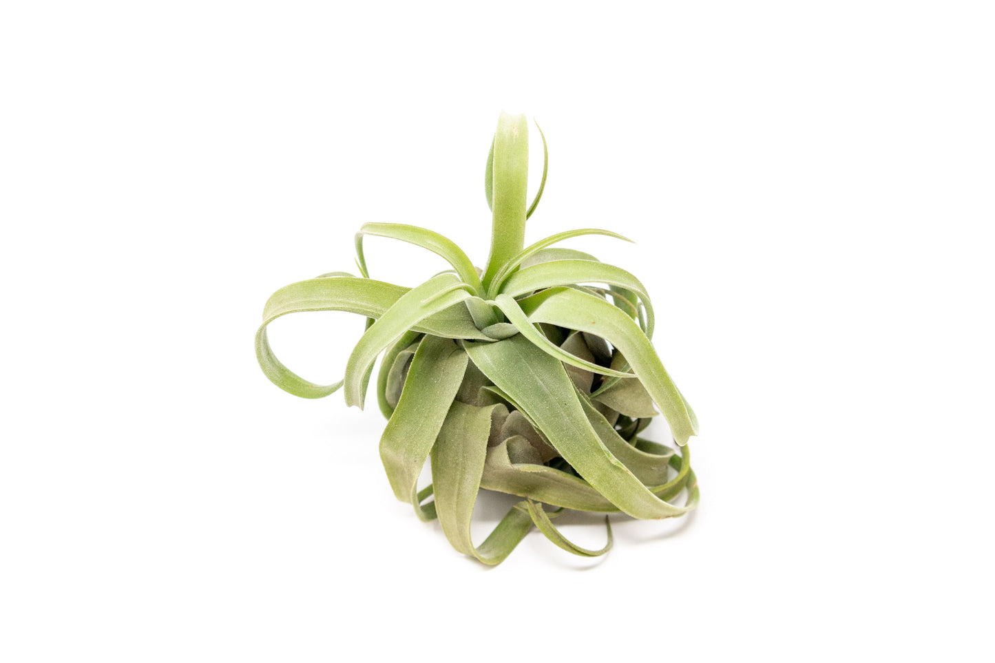 Tillandsia Streptophylla Air Plants - Set of 3 or 6