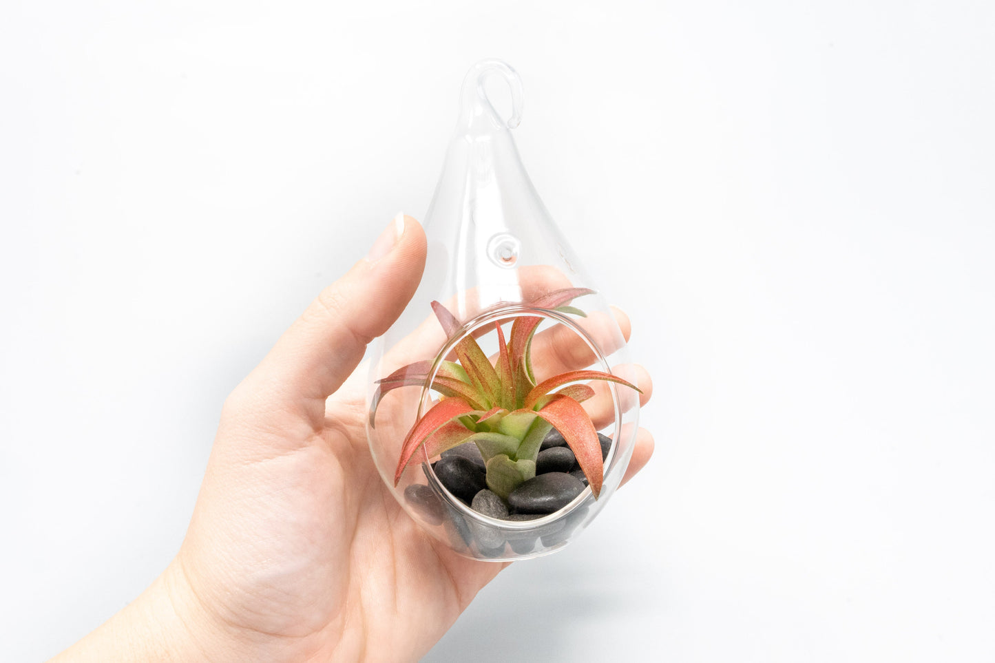 Set of 3 Red Hots Complete Teardrop Terrariums
