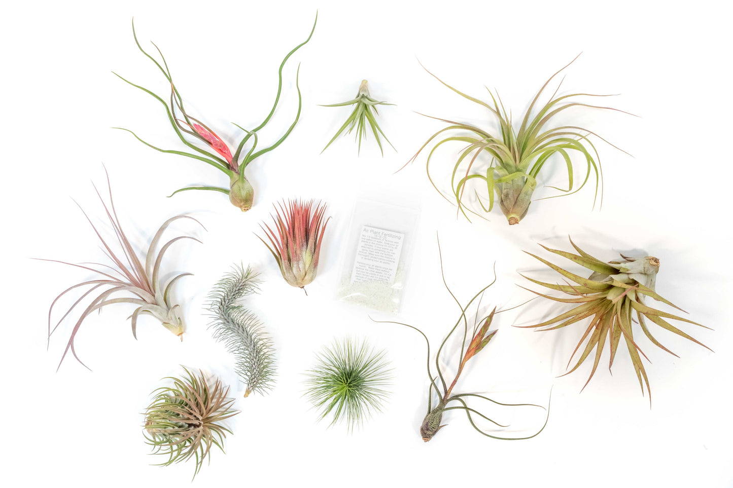 Premium Tillandsia Air Plant Grab Bag & Fertilizer Packet - Set of 10, 20 or 30
