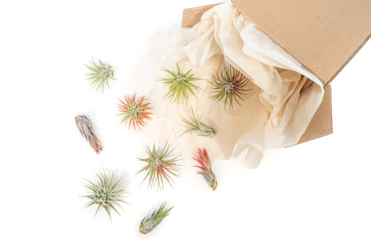 Mini Tillandsia Ionantha Air Plant Pups - Sets of 5, 10 or 15
