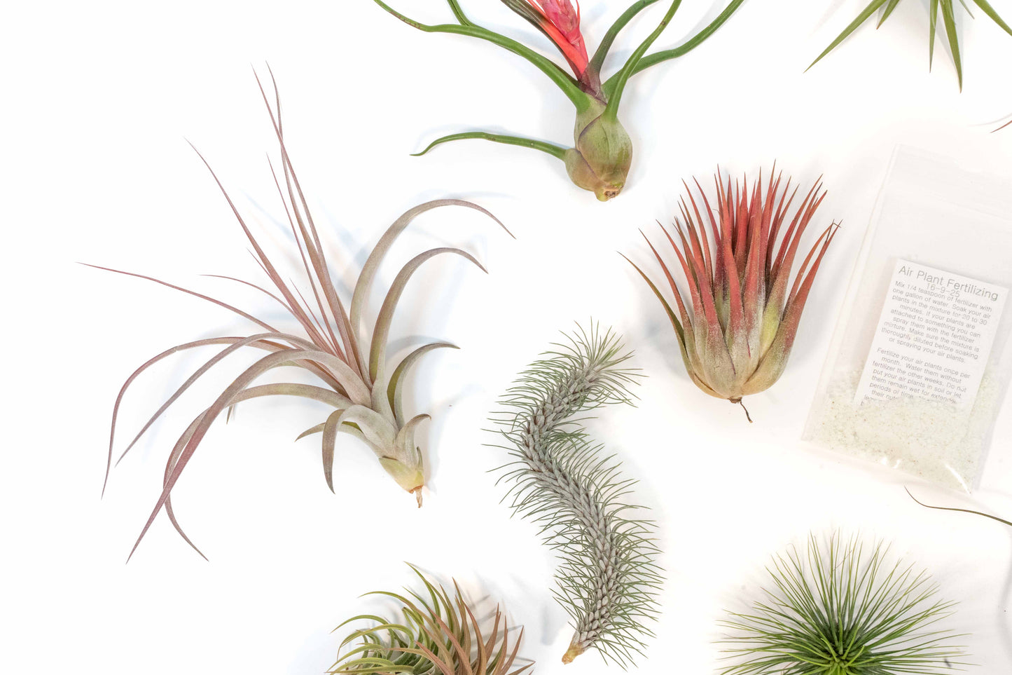 Premium Tillandsia Air Plant Grab Bag & Fertilizer Packet - Set of 10, 20 or 30