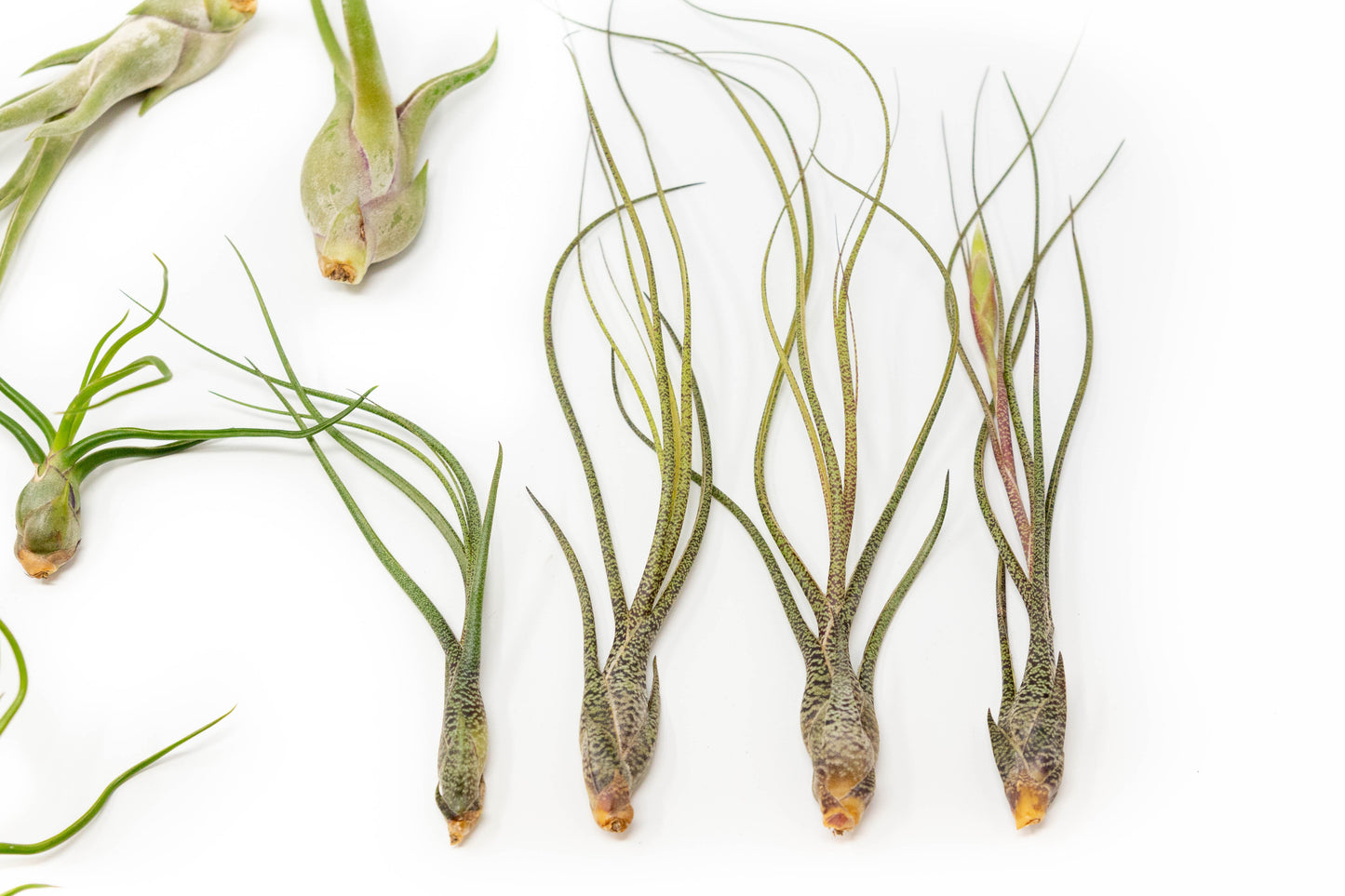 The Wild Things Collection of Tillandsia Air Plants - Set of 9 or 18 Air -