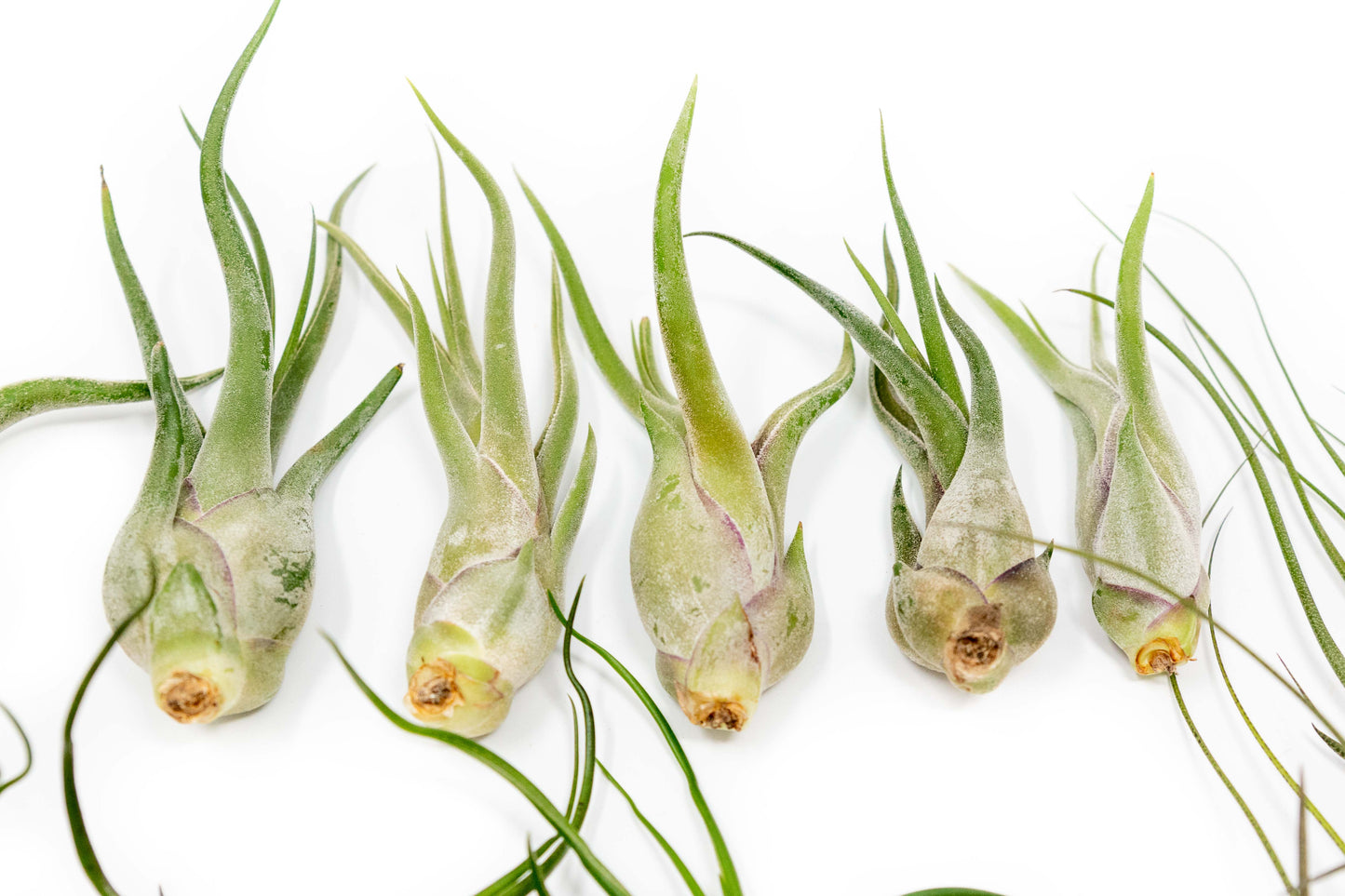 The Wild Things Collection of Tillandsia Air Plants - Set of 9 or 18 Air -