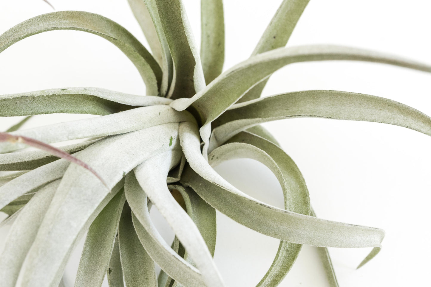 Special Jumbo Tillandsia Air Plants - Set of 12