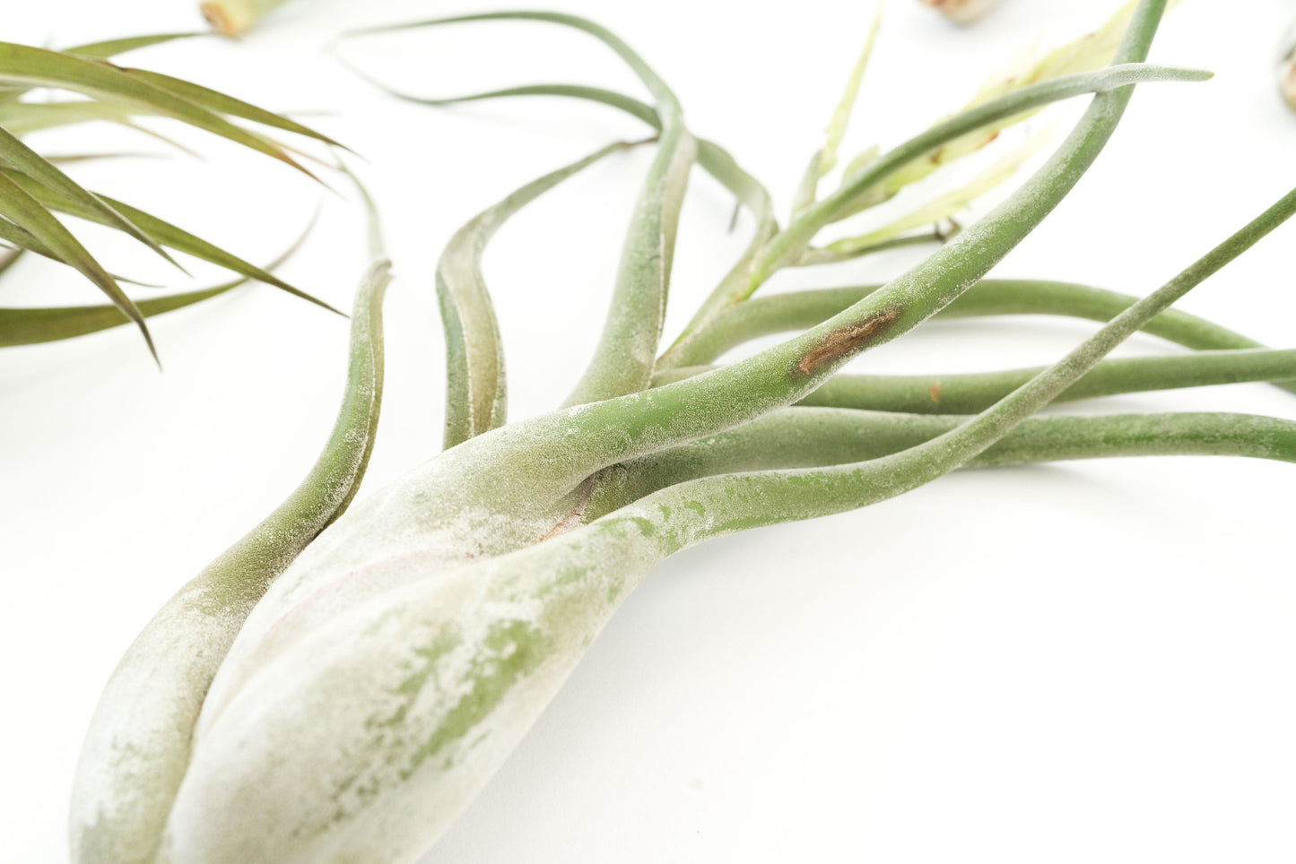 Special Jumbo Tillandsia Air Plants - Set of 12