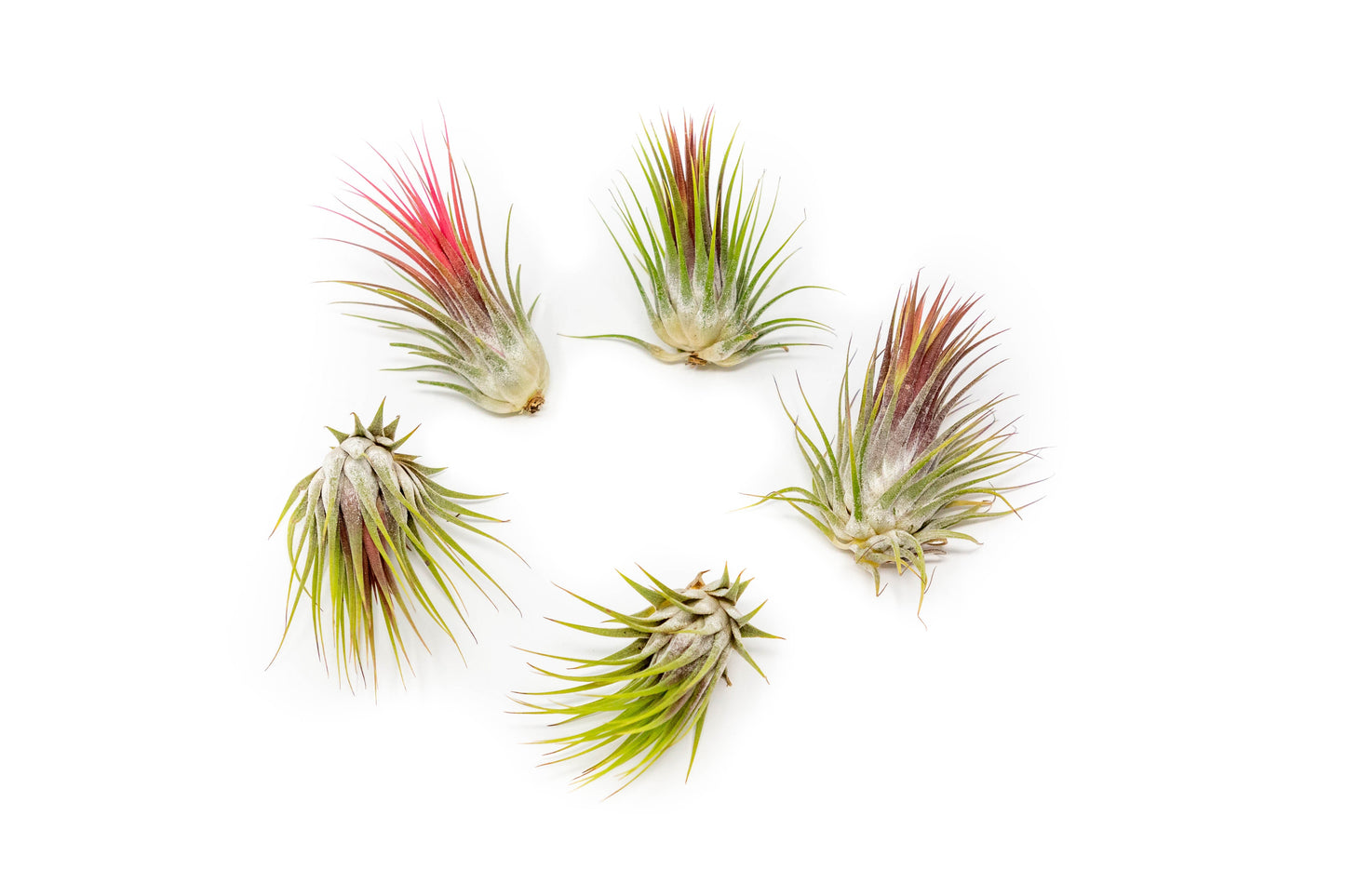 Tillandsia Ionantha Guatemala Air Plants - Set of 10, 20 or 50 Air Plants