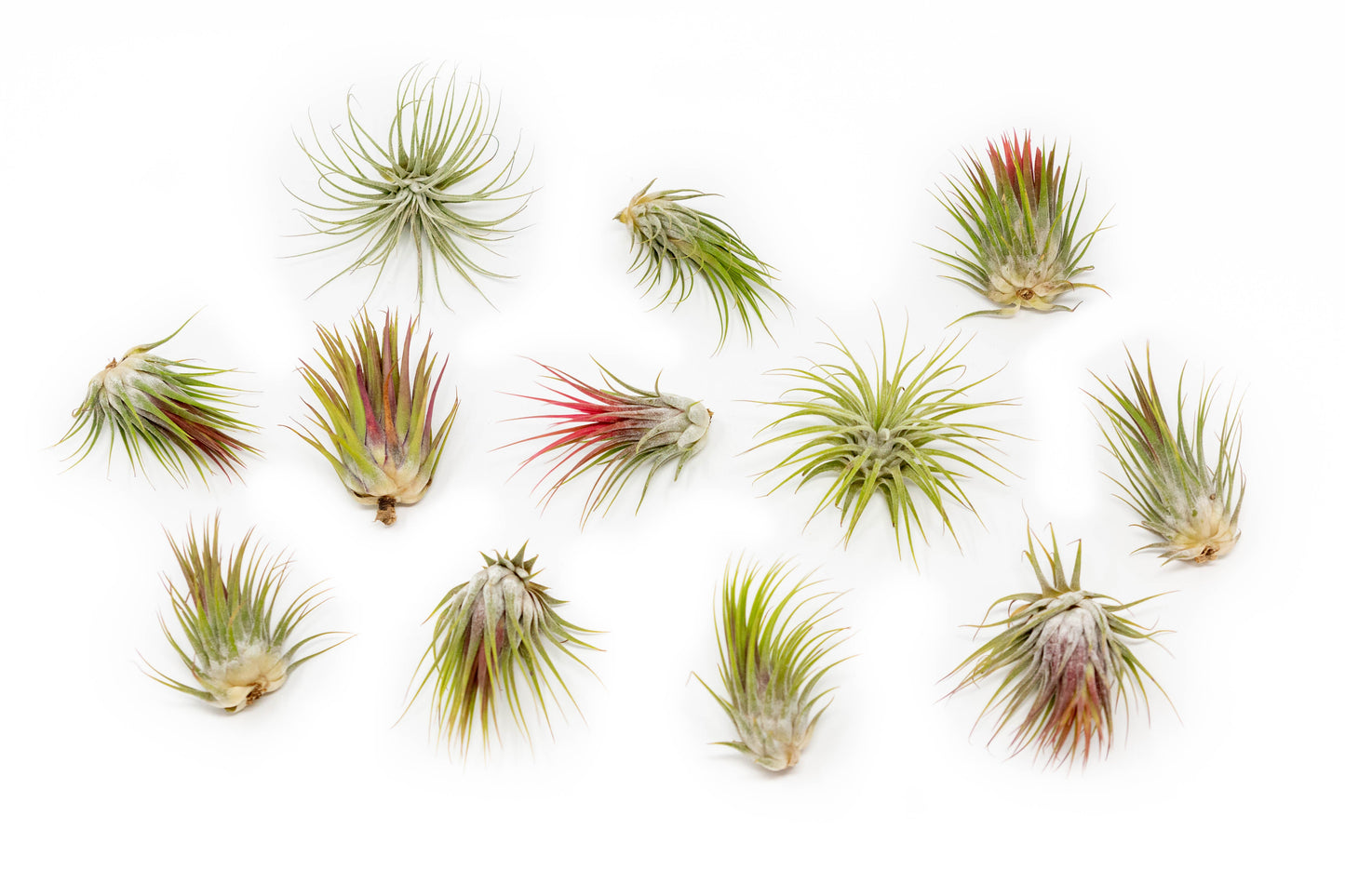 Tillandsia Ionantha Guatemala Air Plants - Set of 10, 20 or 50 Air Plants