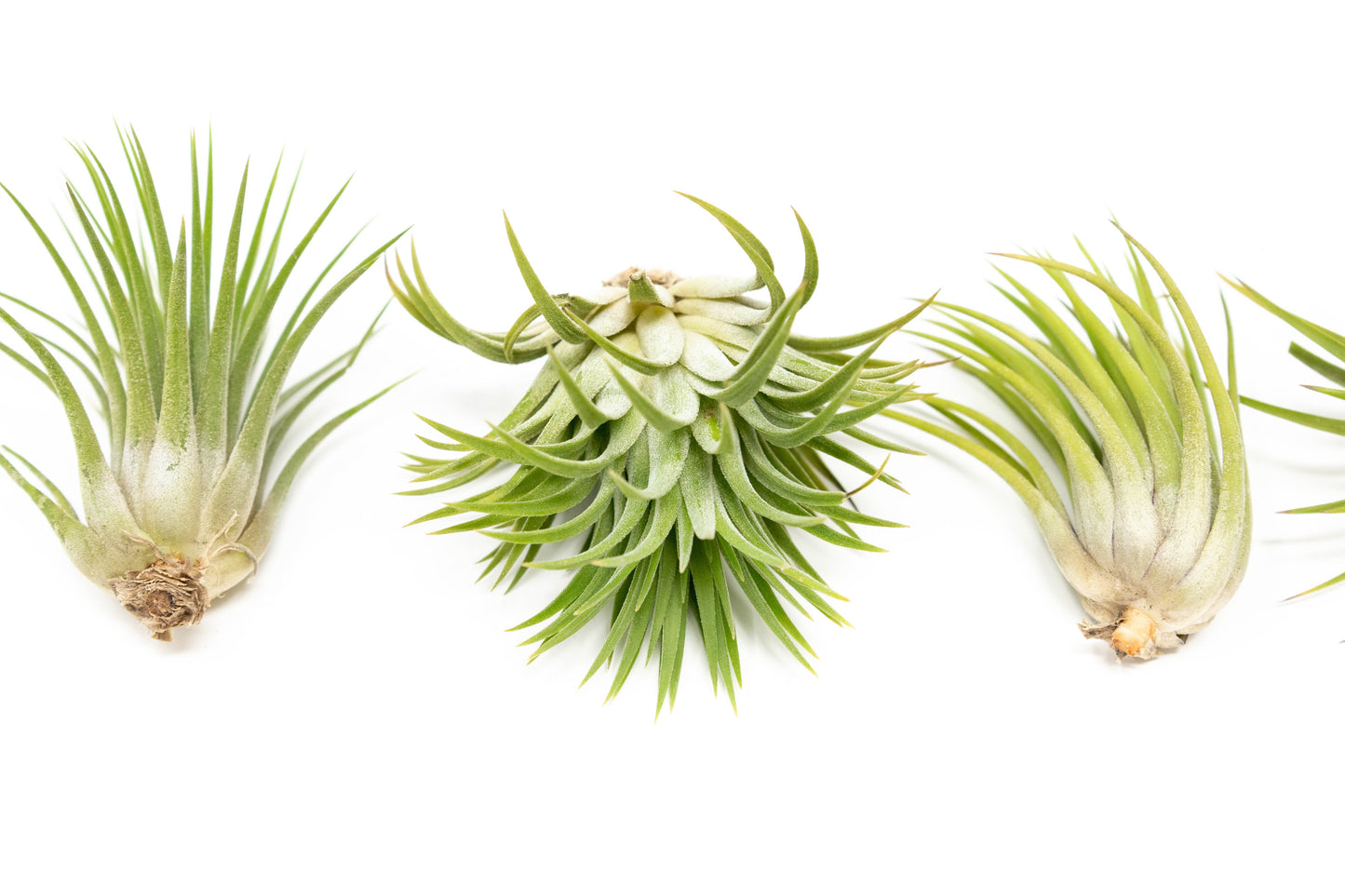 Large Tillandsia Ionantha Rubra Air Plants - Set of 10 or 20