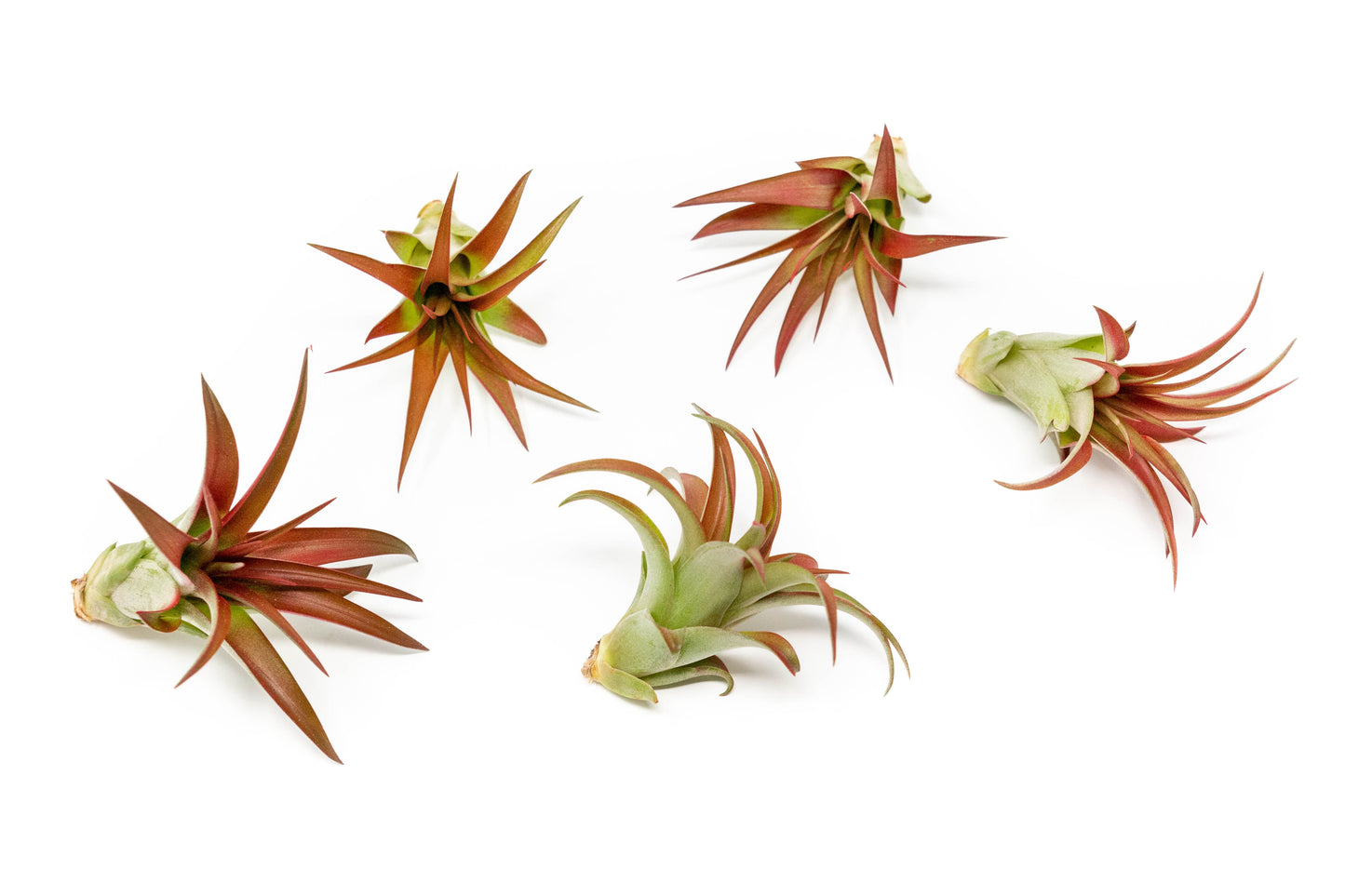 Tillandsia Red Abdita Air Plants - Set of 10 or 20