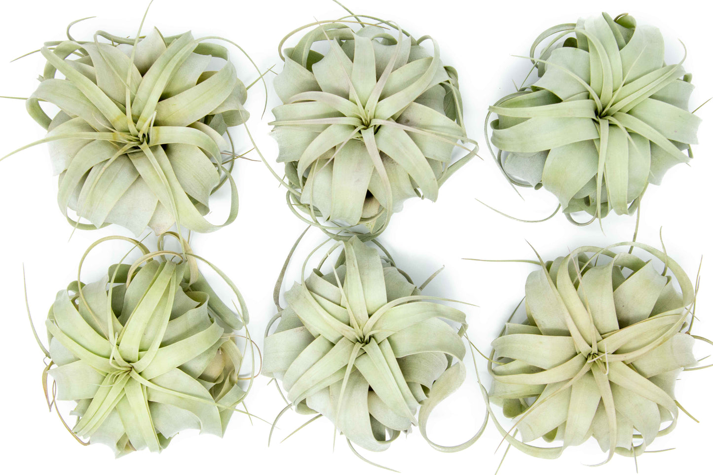 Medium Tillandsia Xerographica Air Plant / 5-6 Inches Wide