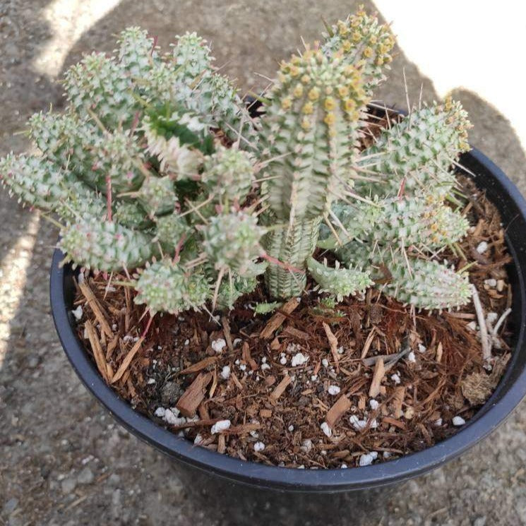 Variegated Corn Cob Cactus Euphorbia mammillaris