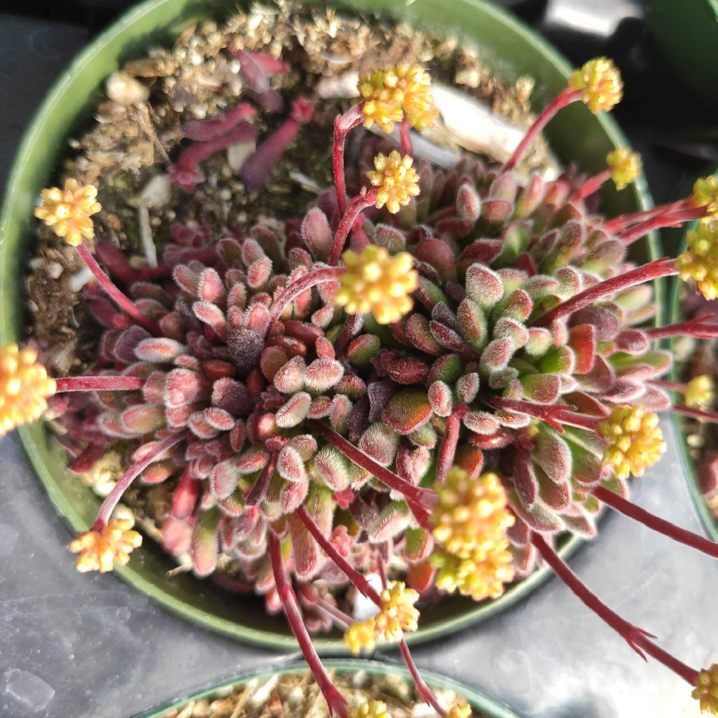 Crassula pubescens - Jersey Pigmyweed