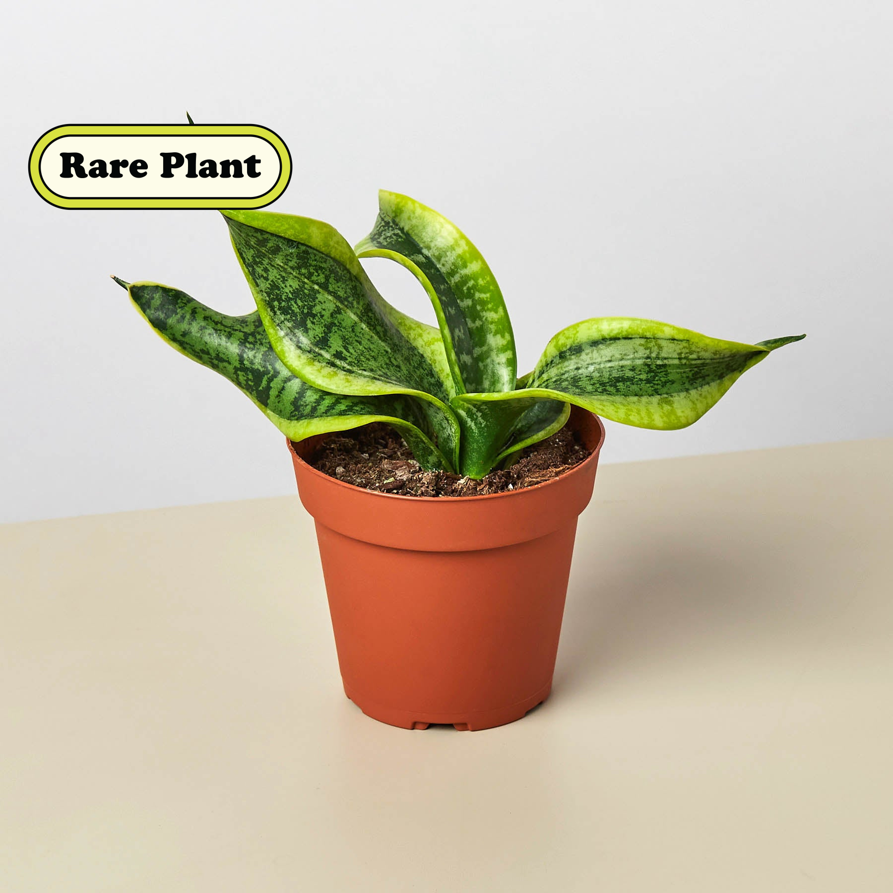 snake plant variety pack Snake Plant Twist Live Plant, 4" Pot