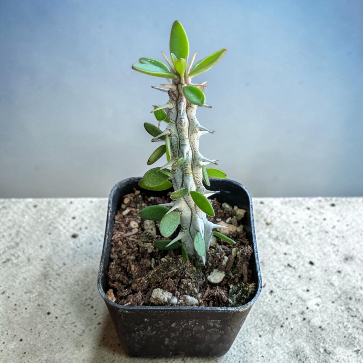 Alluaudia procera 'Madagascar Ocotillo'