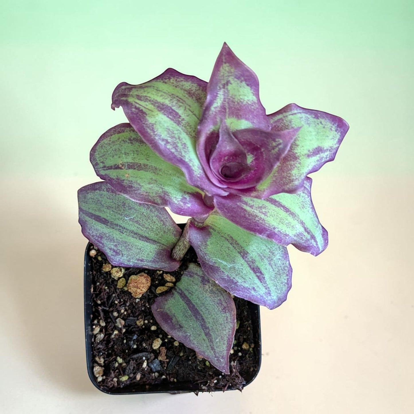 Callisia soconuscensis Dragon Tail