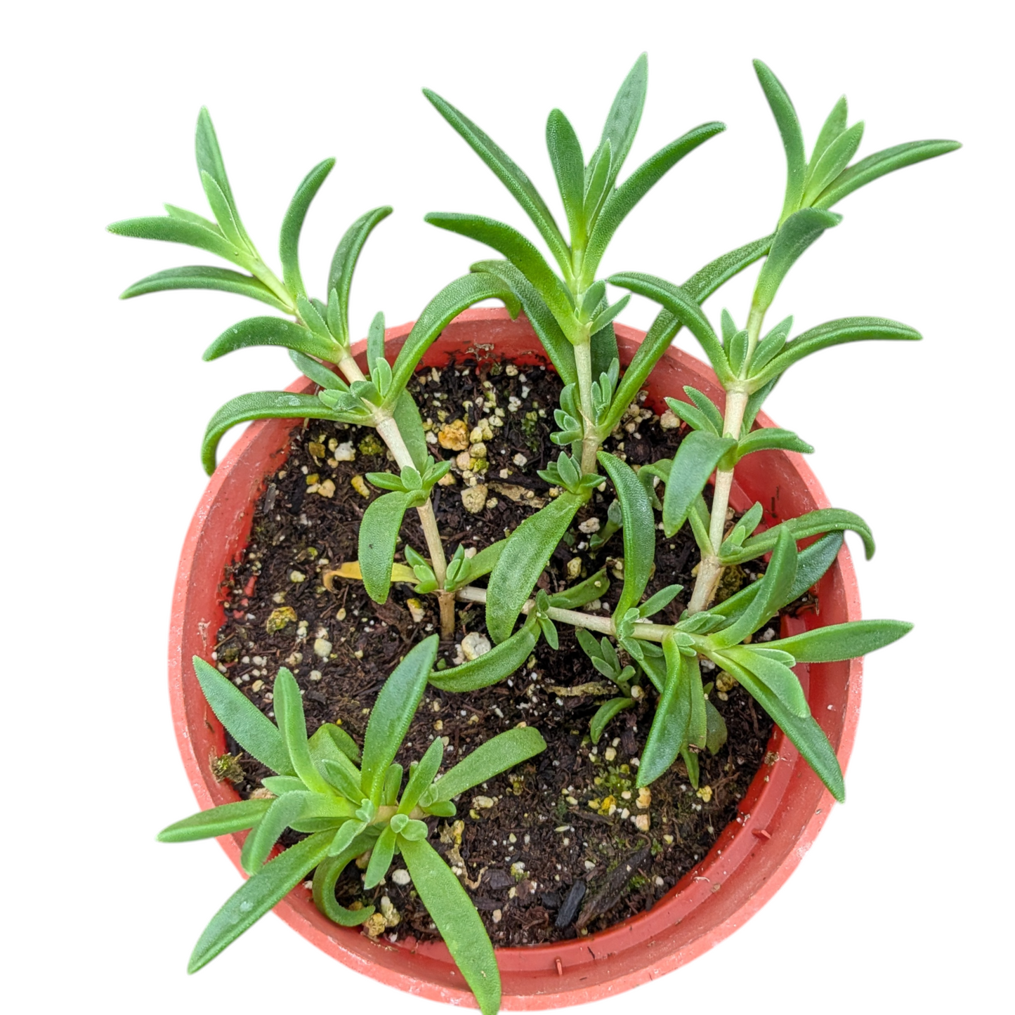 Cooper's Hardy Ice Plant - Delosperma cooperi