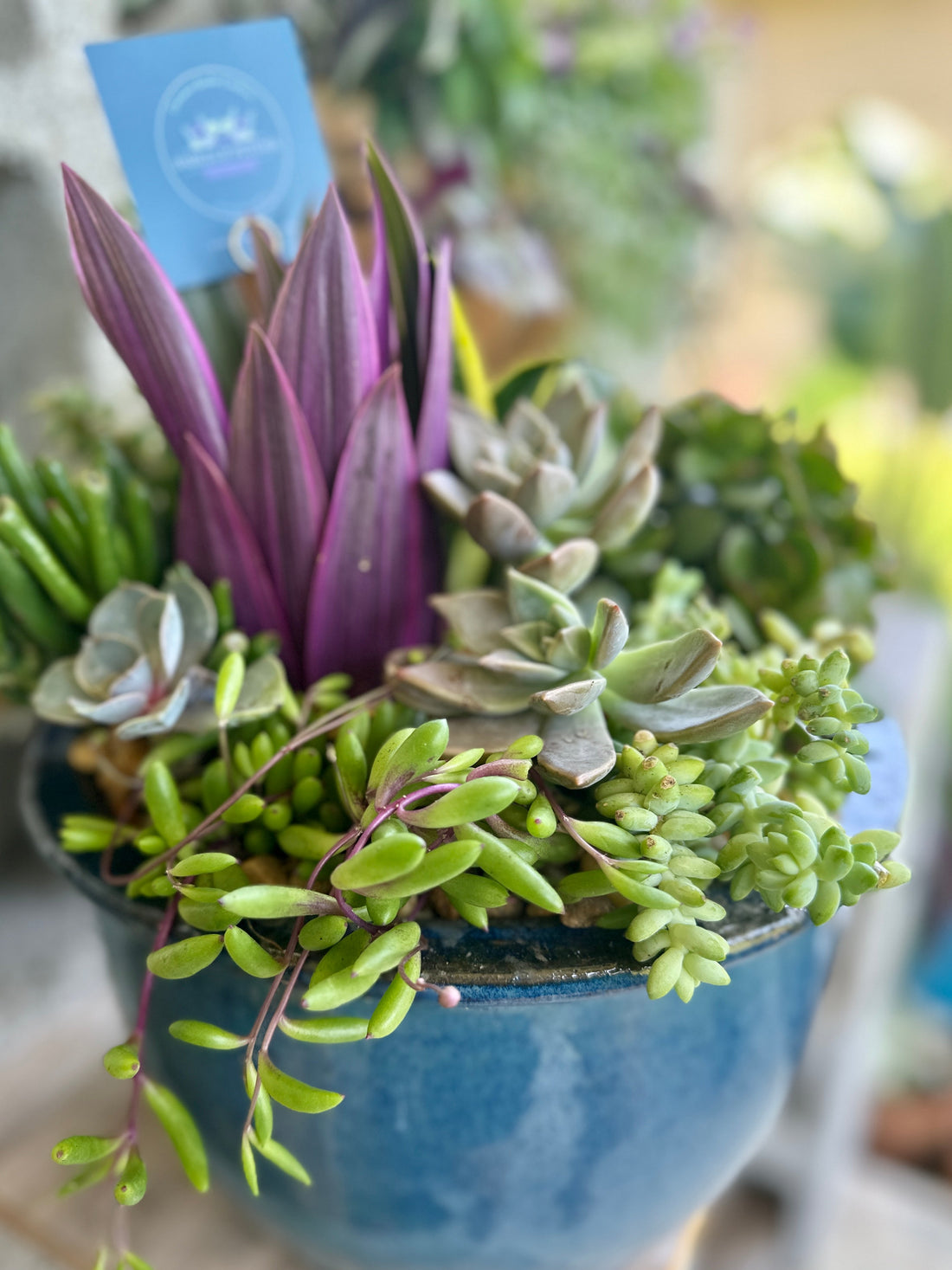 Succulent Care in Southwest Florida: A Year-Round Guide