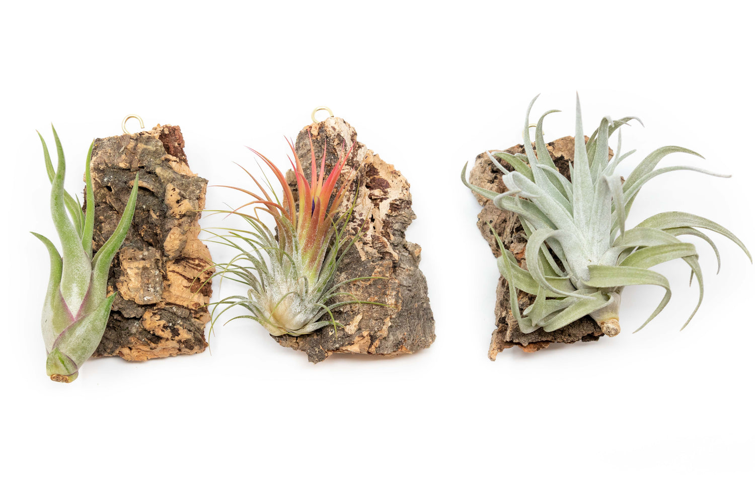 Air Plants & Terrariums