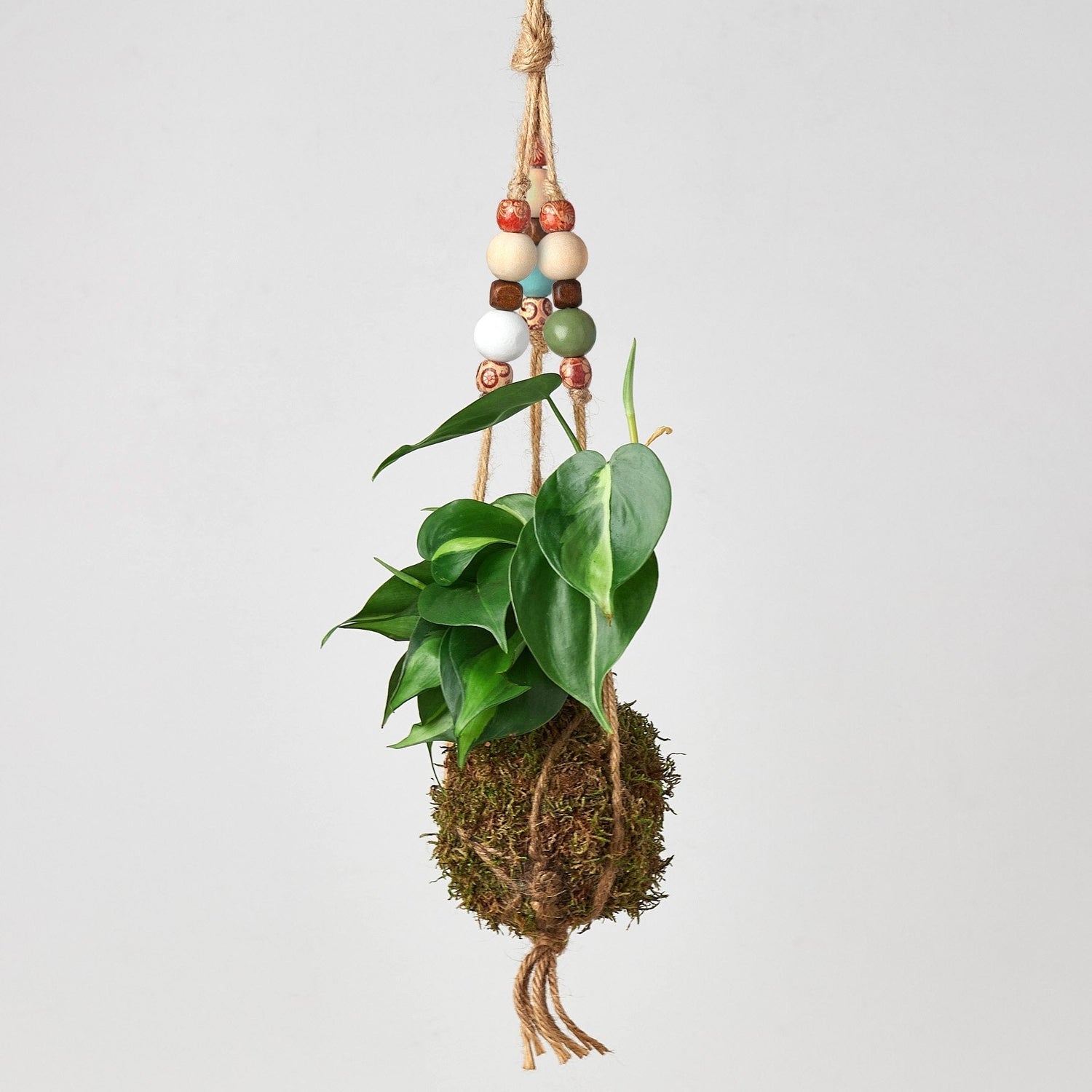 Tropical Plant Collection