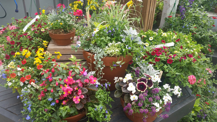 Living Arrangements - Grab & Go Seasonal Planters currently available at local events or via local pickup on a limited basis